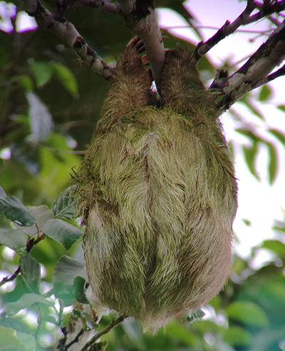 3 two-toed sloth