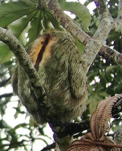 Sloth Costa Rica