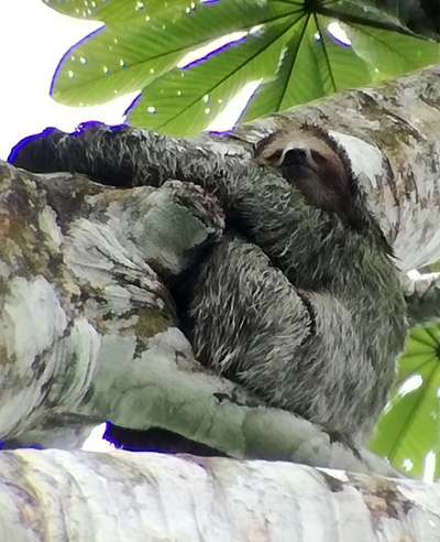 Sloth on tree