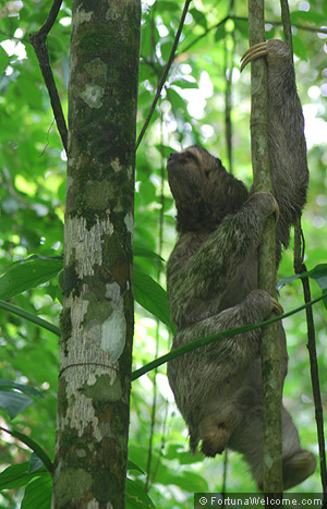 Friendly sloth