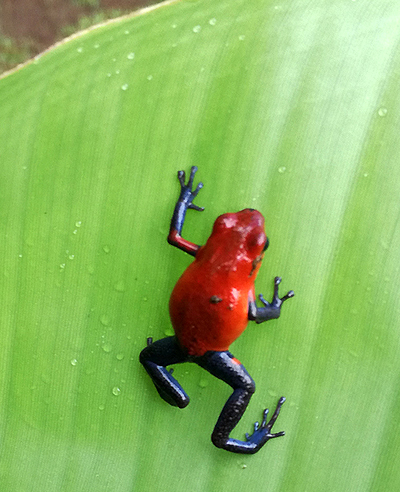 Blue Jeans frog