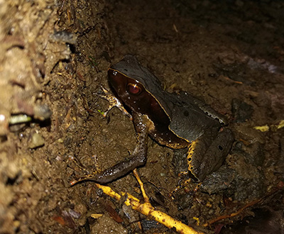 Poisonous frog