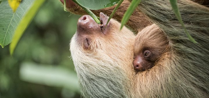 Sloths Territory Costa Rica