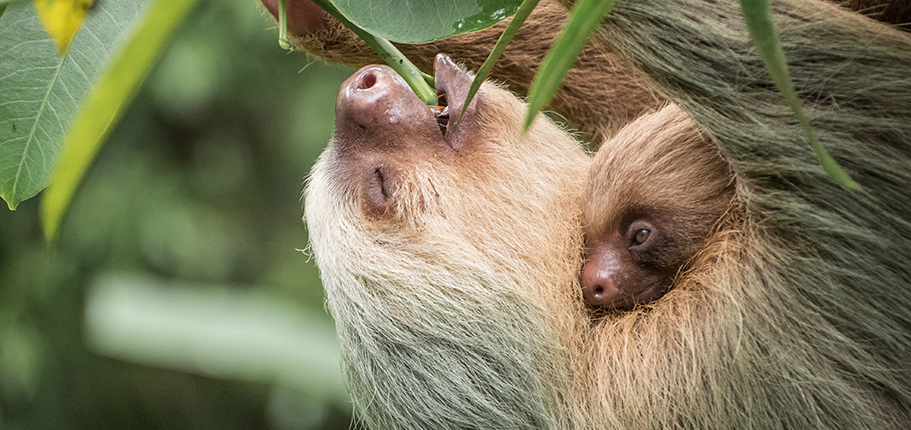 Can you really see sloths in La Fortuna Costa Rica?