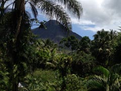 Tropical rain forest