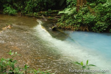 Don't miss the chance to witness the magic of Teñideros in Tenorio National Park!