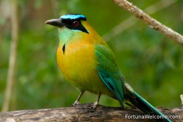 Admira las especies de aves que consideran la selva tropical su hogar