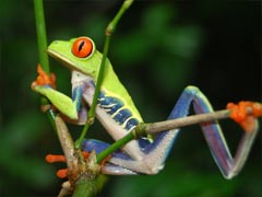 Red eye frog