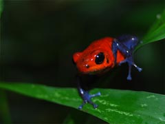 Blue jeans frog