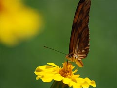 Jardín mariposario