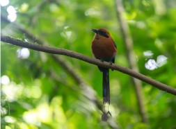 Birdwatching