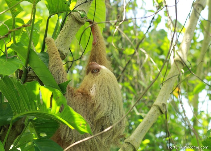 Arenal Sloth Tour