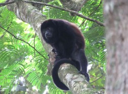 Howler monkey