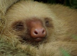 Sloth costa rica