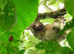 Sloth