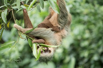 Arenal Sloth Tour