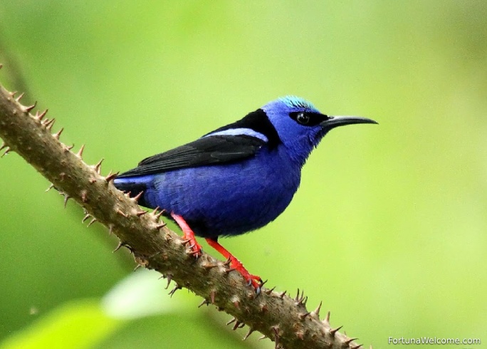 Tour de Observación de Aves