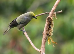 Arenal bird watch