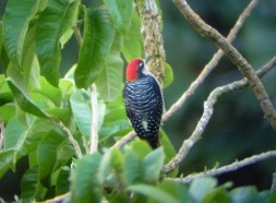 Black cheeked woodpecker