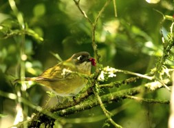 Common Bush Tanager