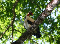 King Vulture