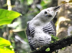 Ornate Hawk Eagle