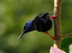 Red legged honeycreeper