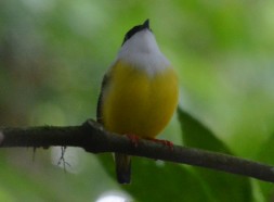 White collared manakin