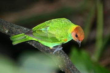 Tour de Observación de Aves