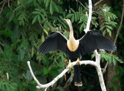 Anhinga americana