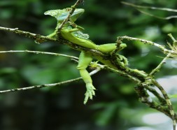 Cano negro wildlife