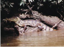 Crocodile