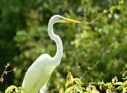 Eastern great egret