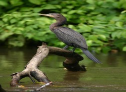 Neotropic cormorant