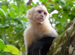 Cara blanca monkey