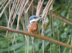 Kingfisher