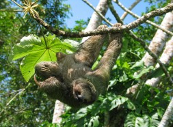 Sloth