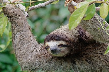 Sloth Watching and Campesino Farmer Tour