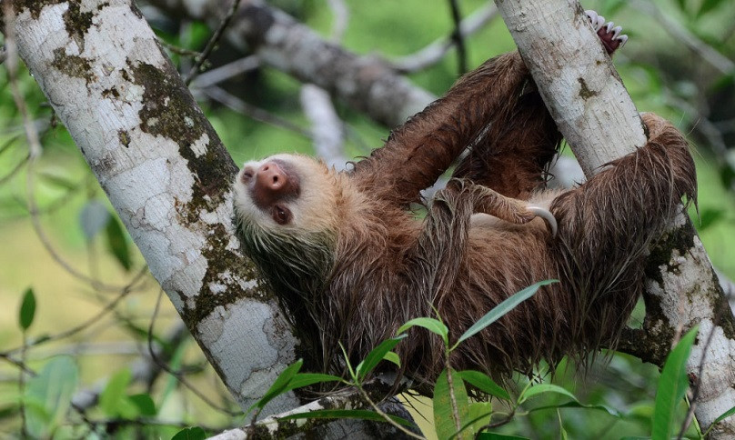 Sloth Watching and Campesino Farmer Tour